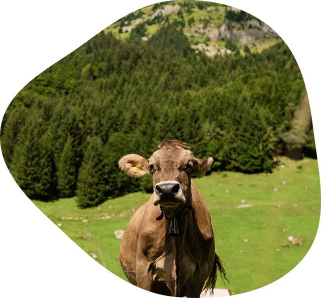 Vache dans les alpages