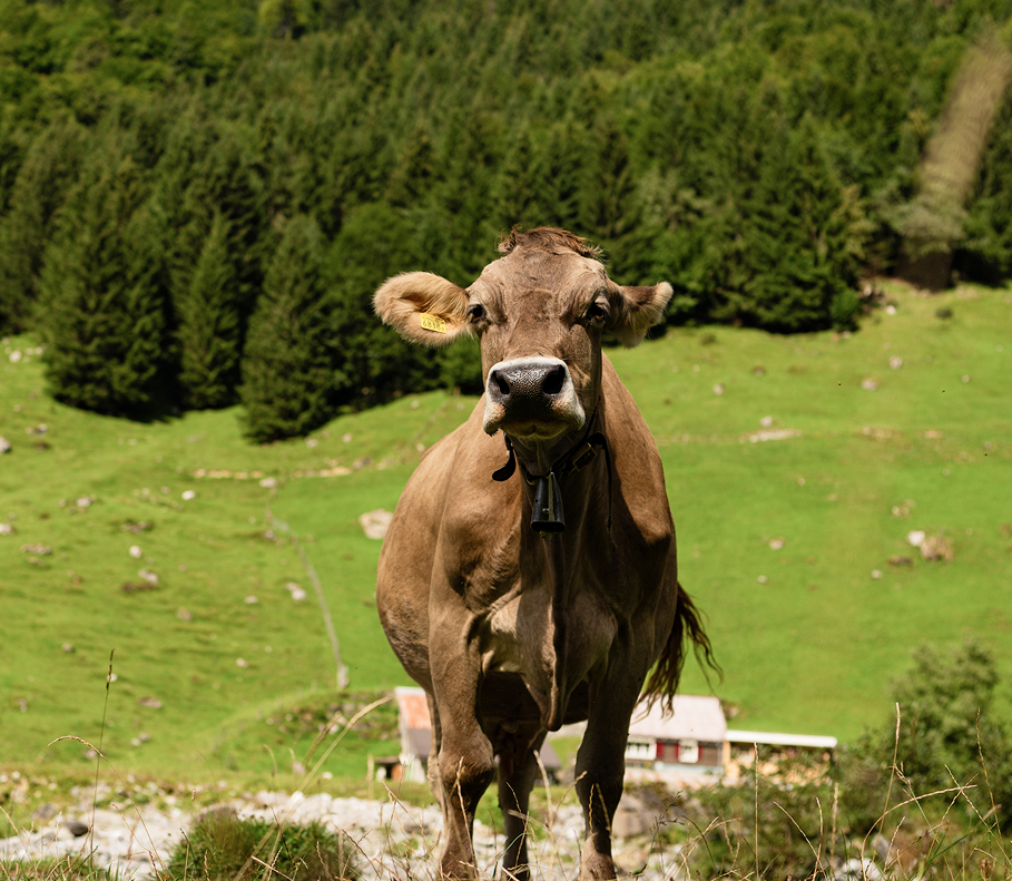 Vache dans les alpages